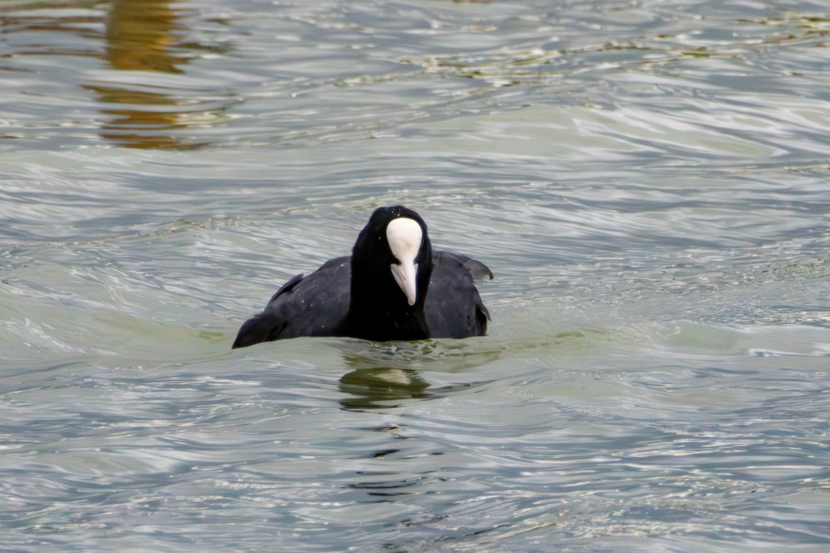 Eurasian Coot - ML620275751