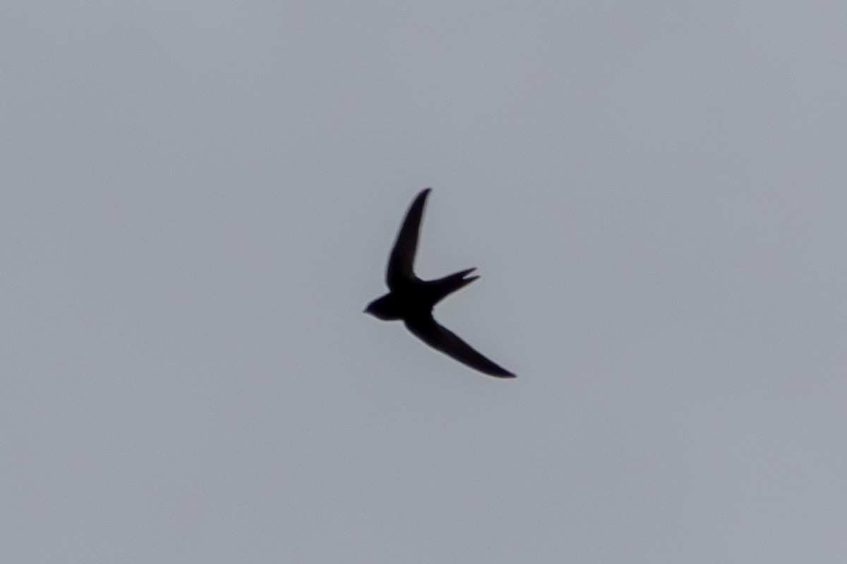 Common Swift - ML620275754