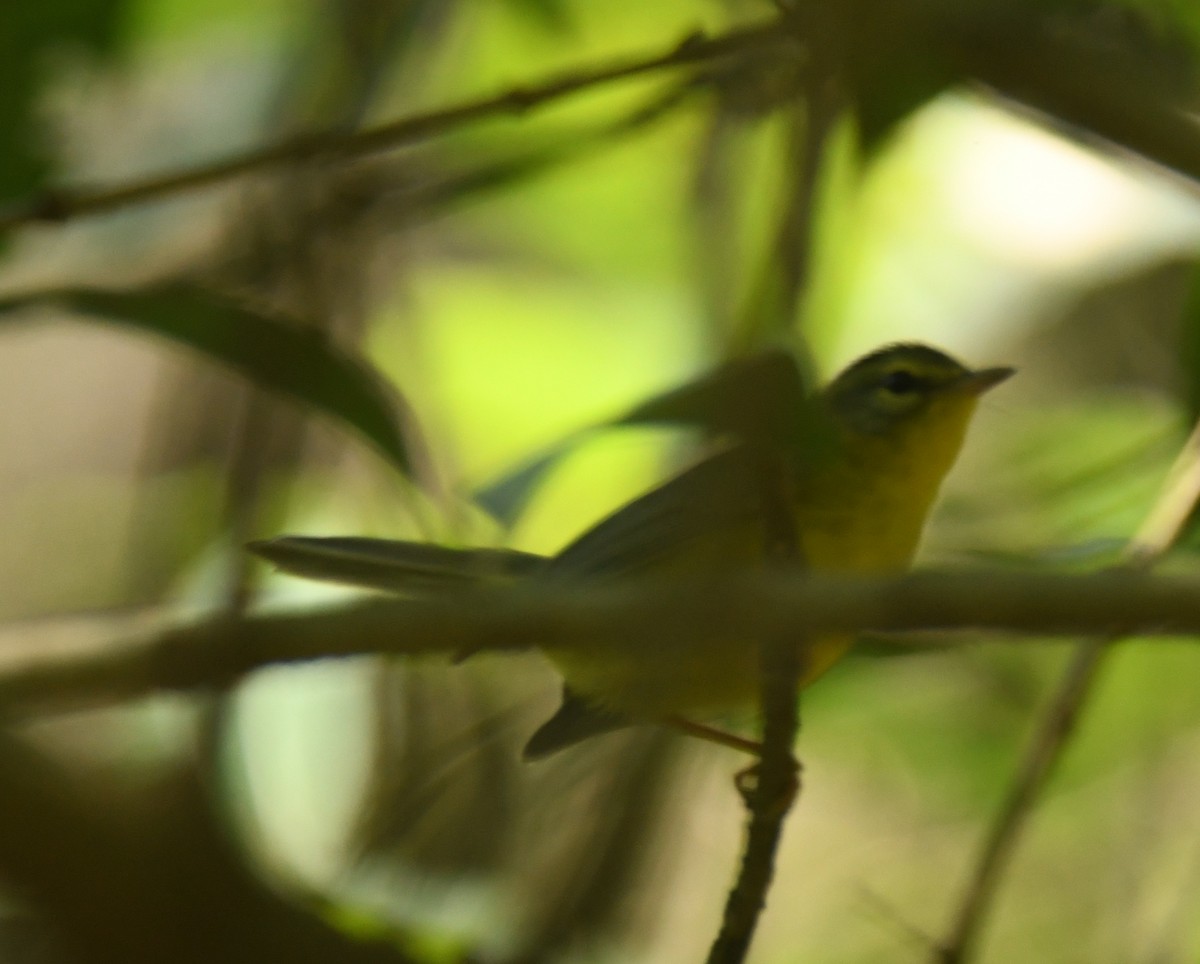 Golden-crowned Warbler - ML620275757