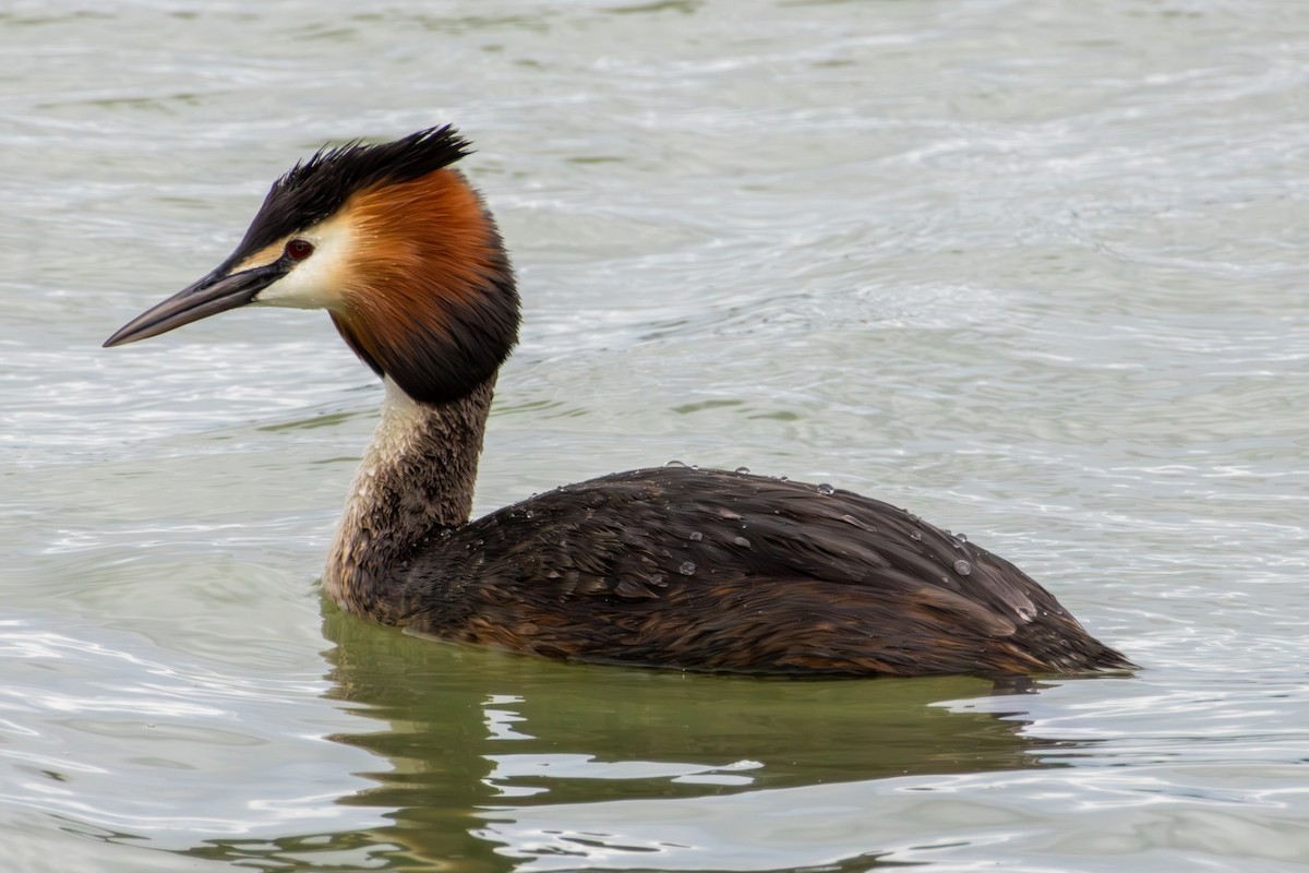 Great Crested Grebe - ML620275765
