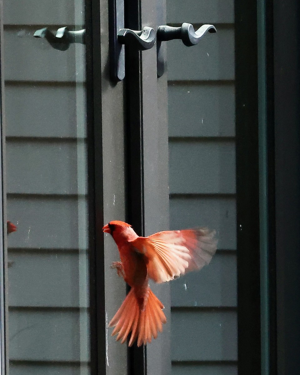 Northern Cardinal - ML620275771