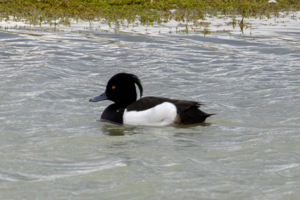 鳳頭潛鴨 - ML620275772