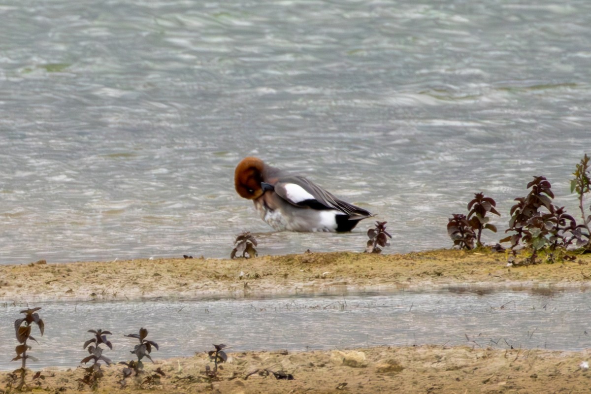 Eurasian Wigeon - ML620275774