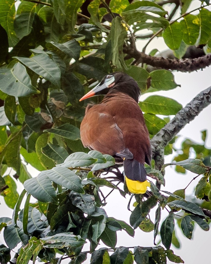 Montezuma Oropendola - ML620275776