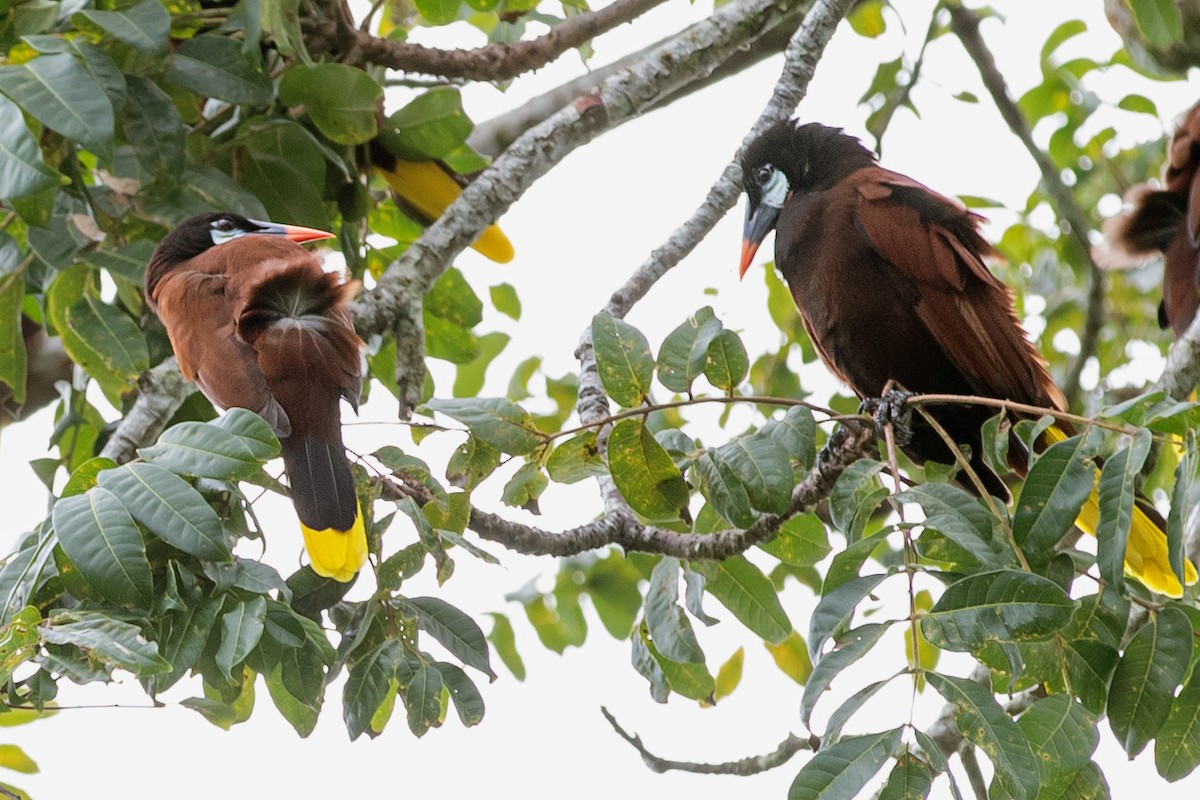 Montezuma Oropendola - ML620275777