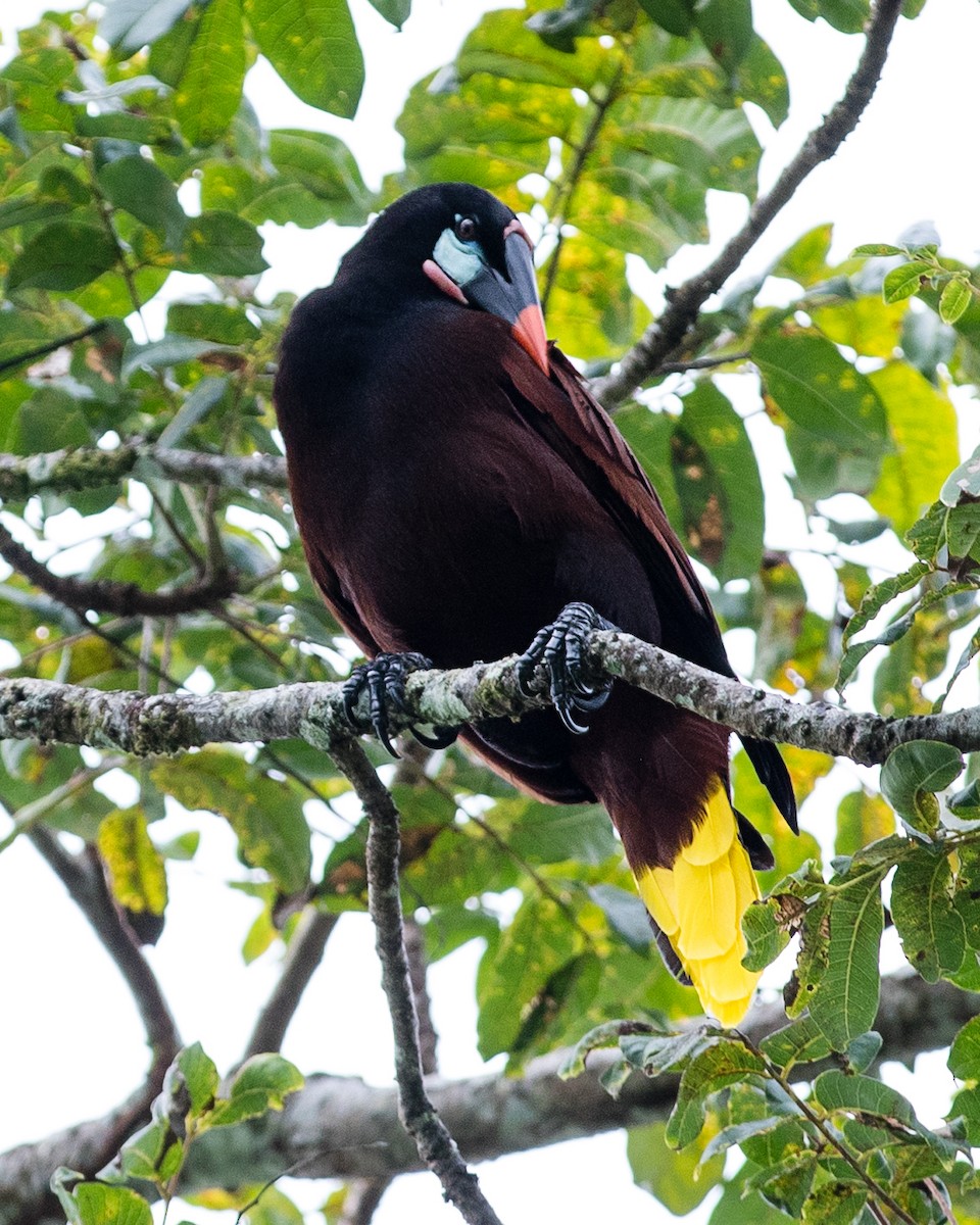 Montezuma Oropendola - ML620275778