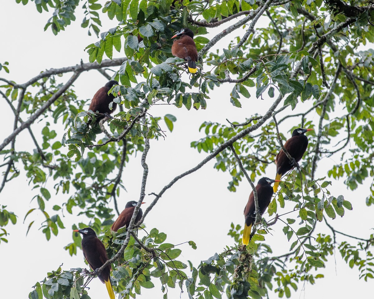 Montezuma Oropendola - ML620275780