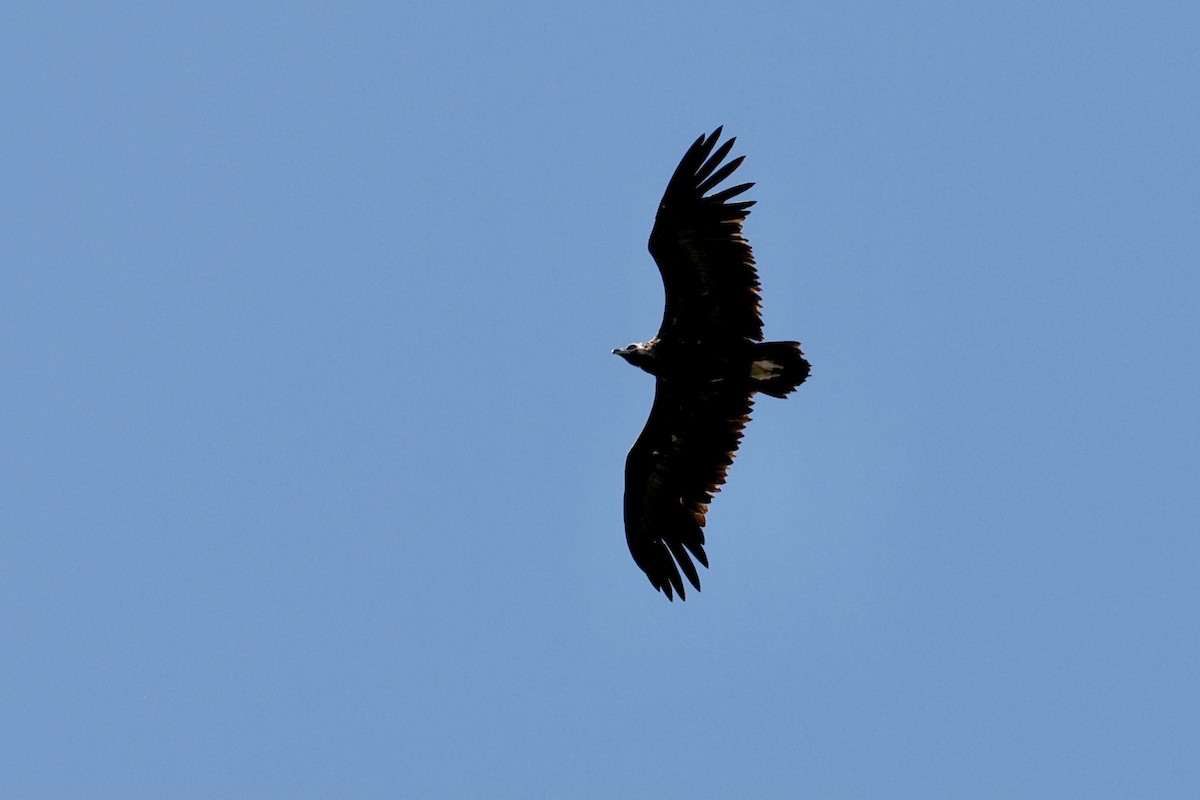 Cinereous Vulture - ML620275787