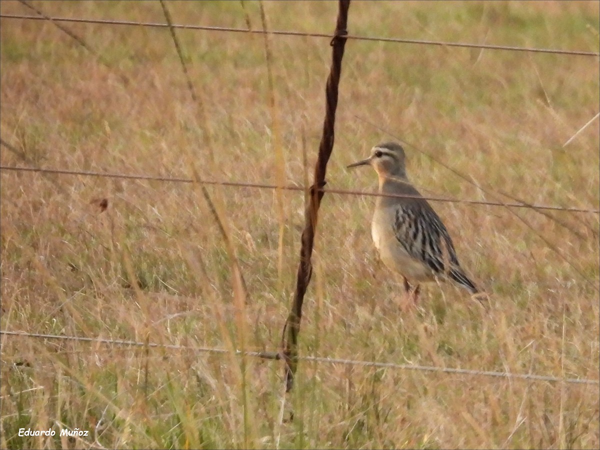 Tawny-throated Dotterel - ML620275793