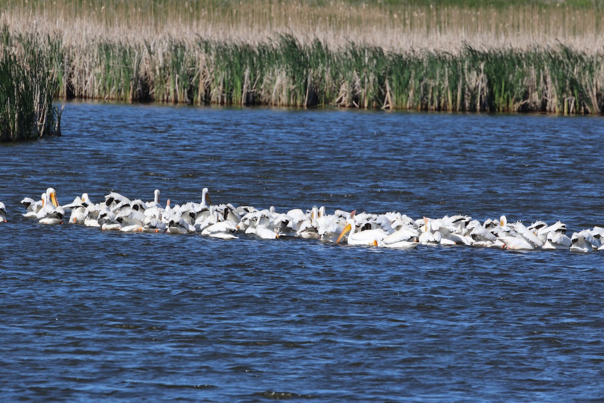 American White Pelican - ML620275805