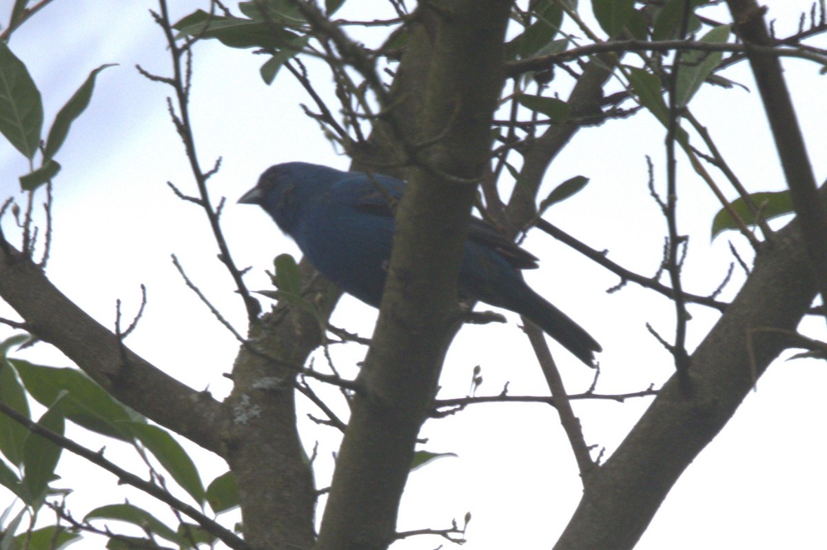 Indigo Bunting - David Bennett