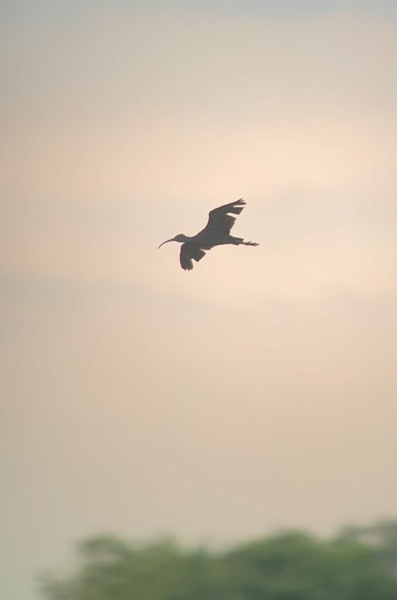 ibis hnědý - ML620275811
