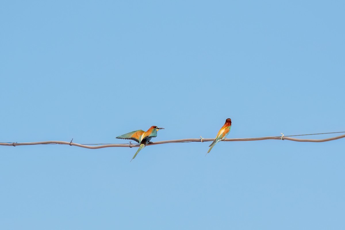 European Bee-eater - ML620275813