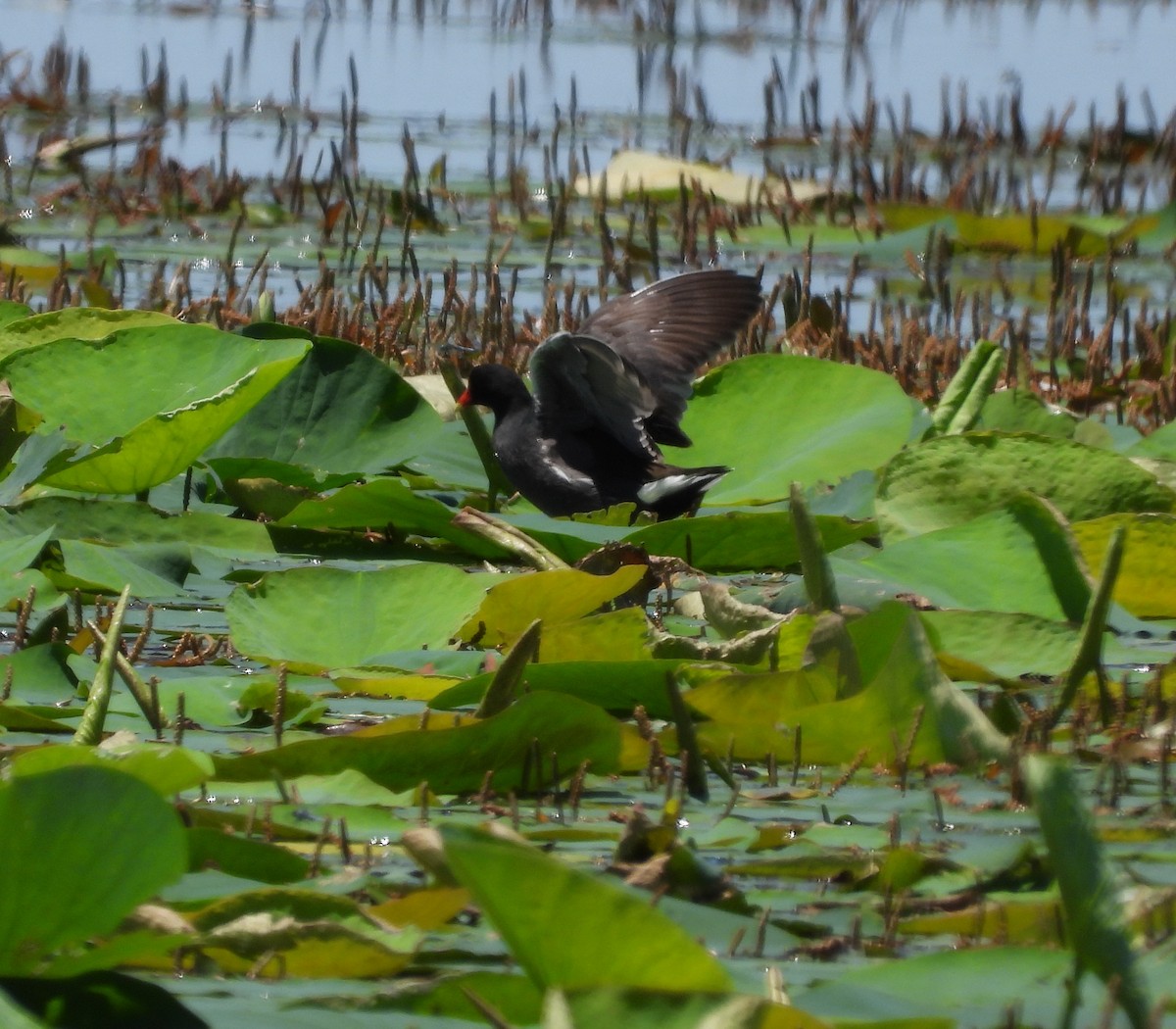 Common Gallinule - ML620275818