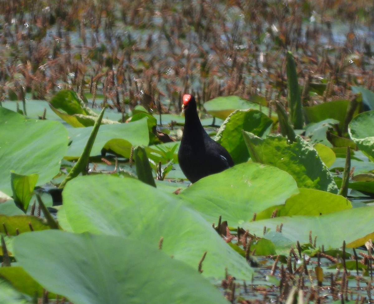 Common Gallinule - ML620275819