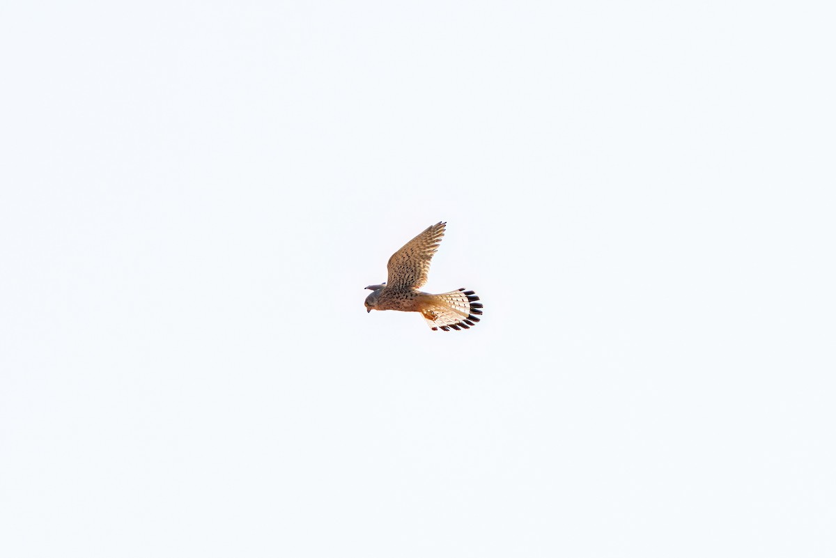 Eurasian Kestrel - ML620275823