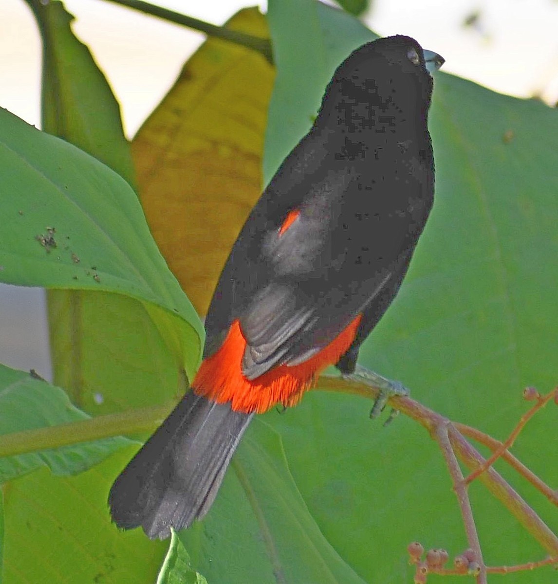 Scarlet-rumped Tanager - ML620275824