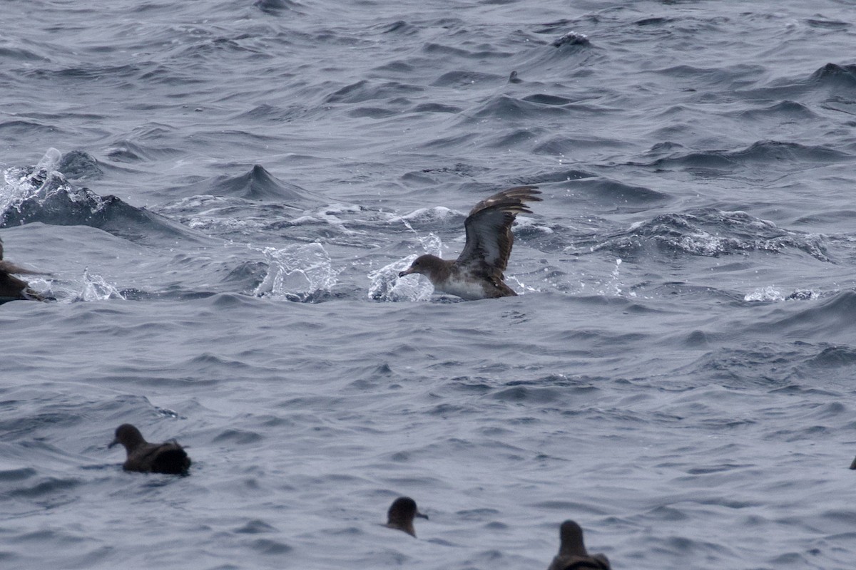 Pink-footed Shearwater - ML620275831