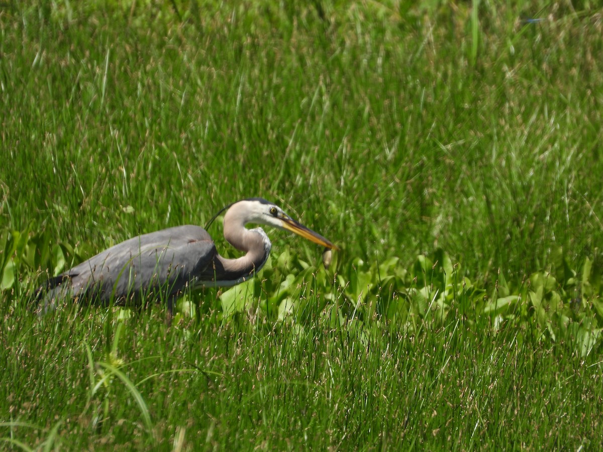 Great Blue Heron - ML620275832