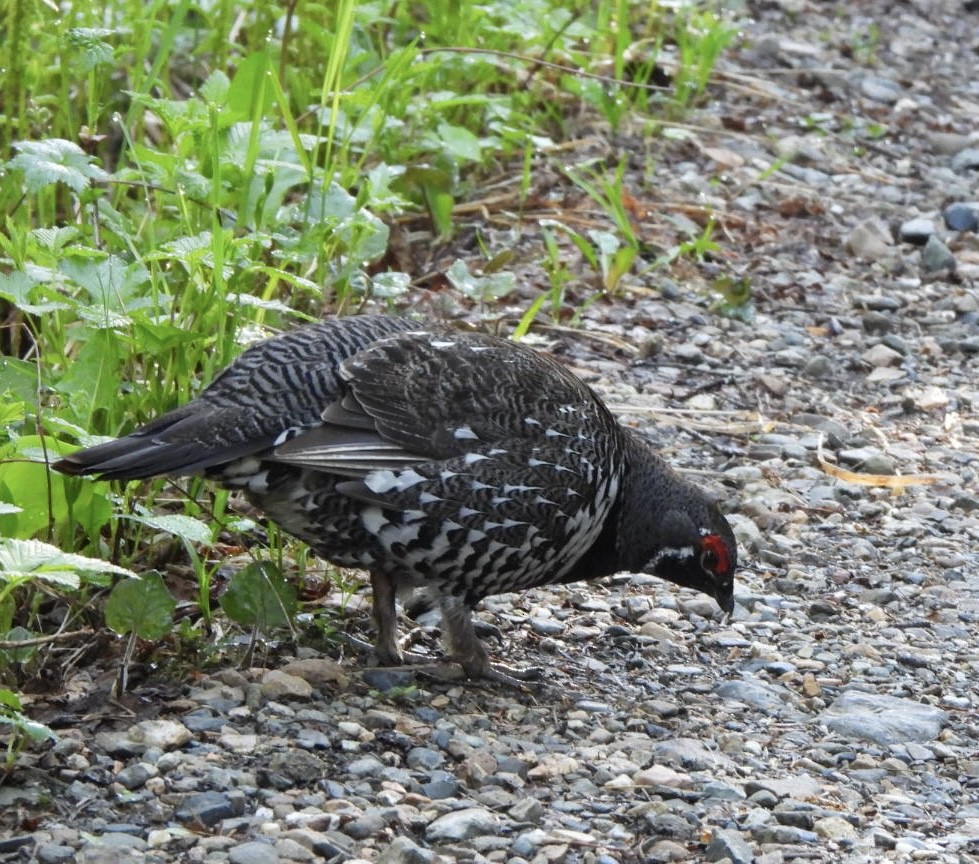 Spruce Grouse - ML620275840