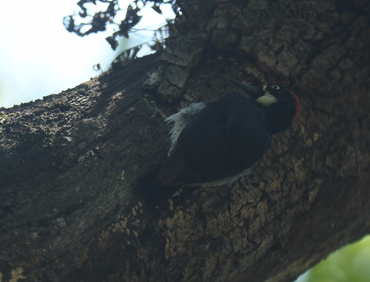 Acorn Woodpecker - ML620275841