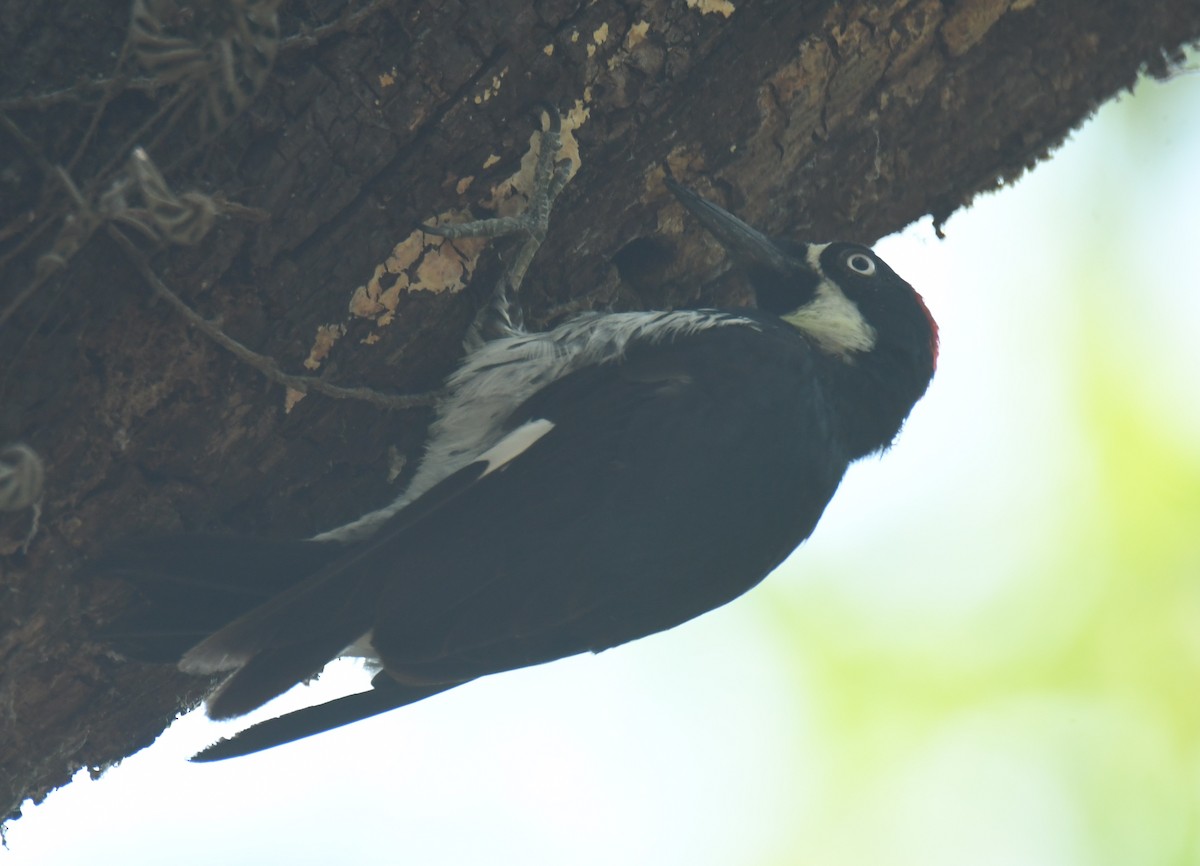 Acorn Woodpecker - ML620275842