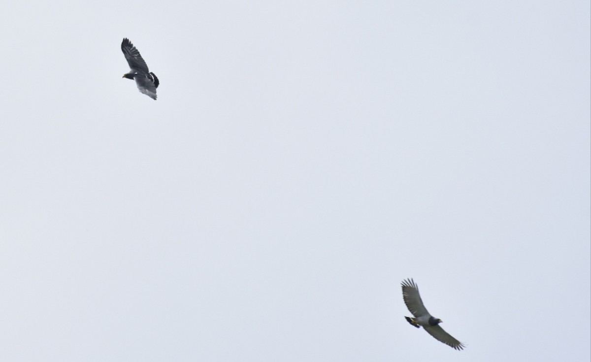 Barred Hawk - ML620275849