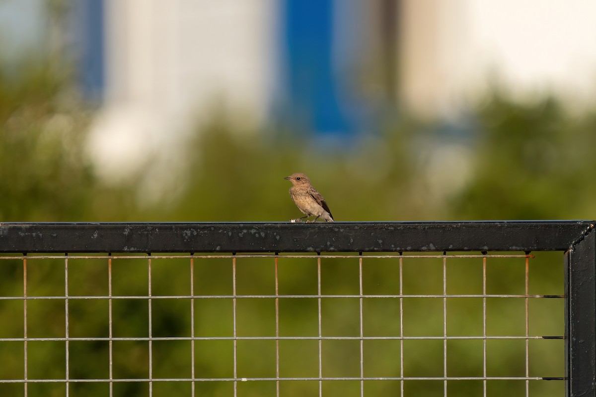 Eastern Black-eared Wheatear - ML620275857