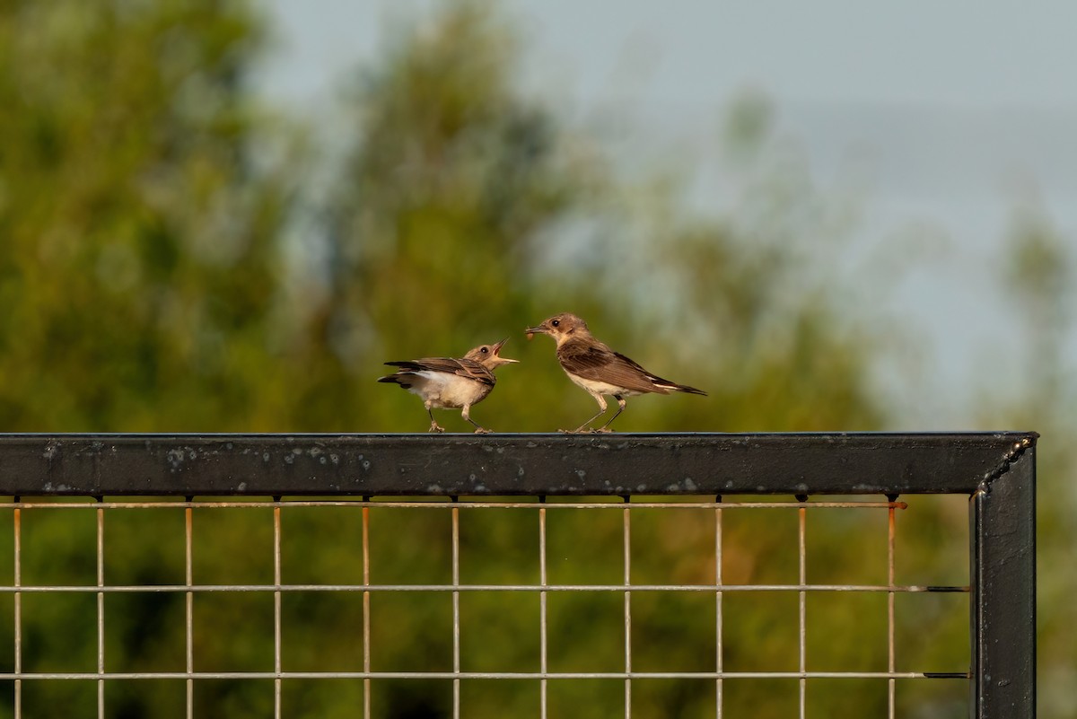 Eastern Black-eared Wheatear - ML620275858