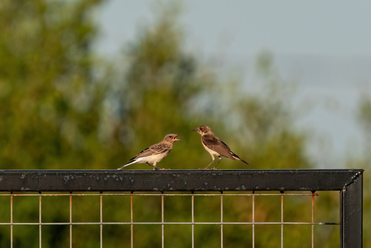 Eastern Black-eared Wheatear - ML620275859