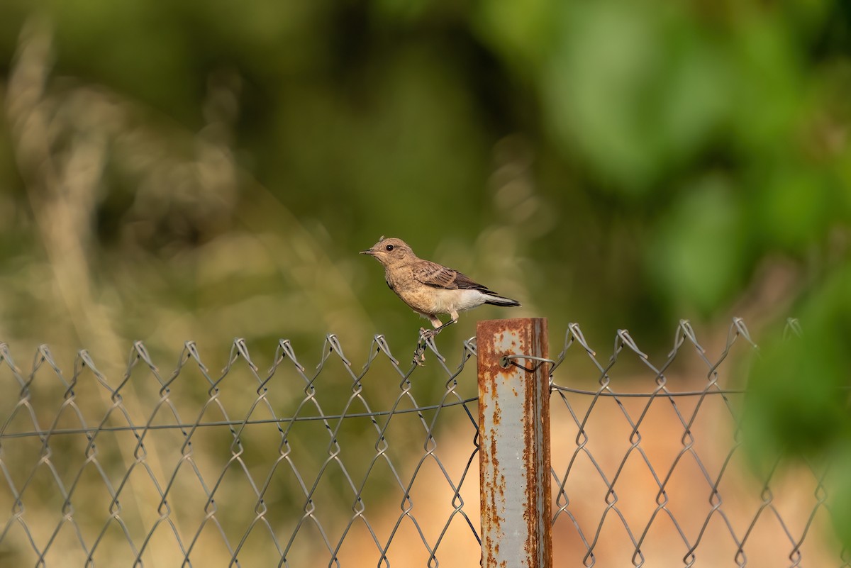 Eastern Black-eared Wheatear - ML620275860