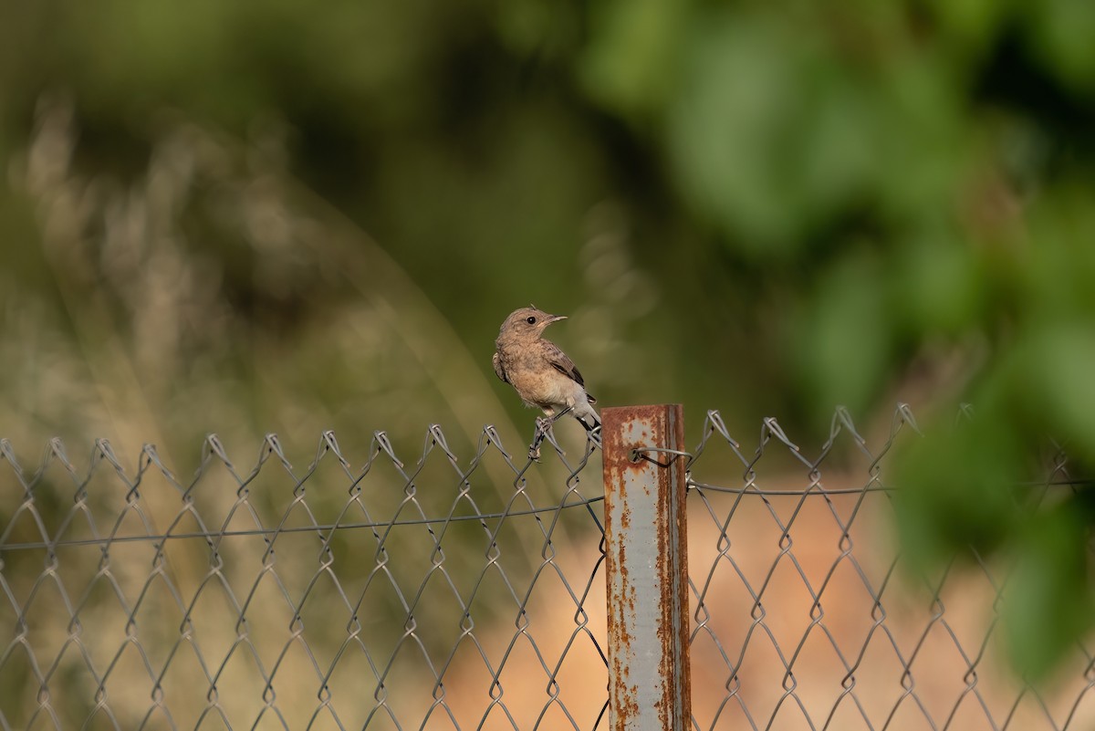 Eastern Black-eared Wheatear - ML620275861