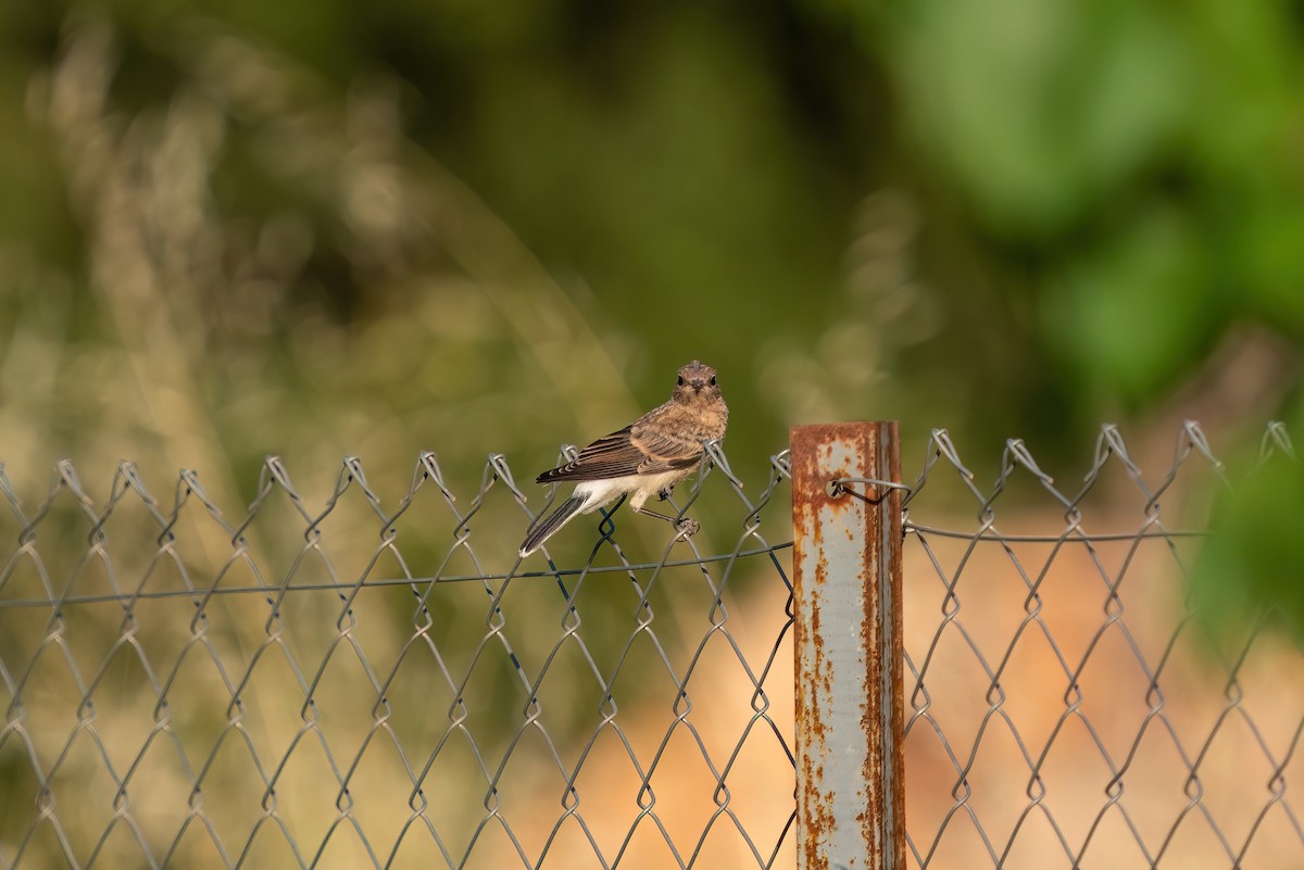 Eastern Black-eared Wheatear - ML620275862