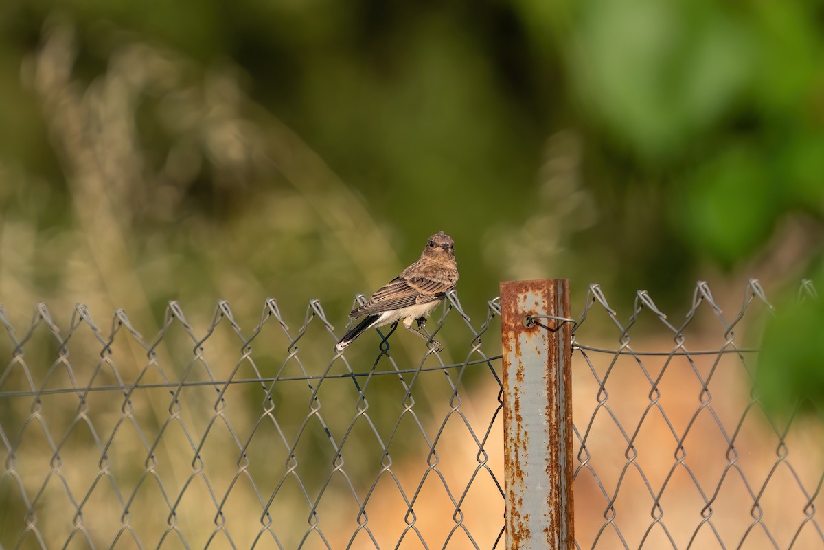 Eastern Black-eared Wheatear - ML620275864