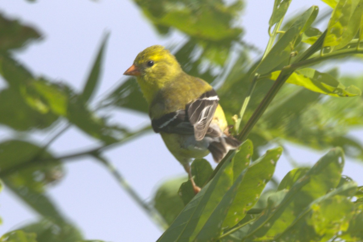 American Goldfinch - ML620275865