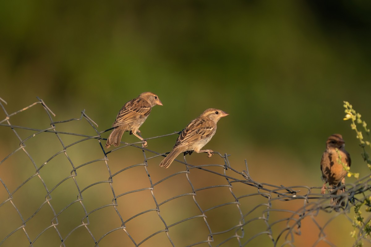 House Sparrow - ML620275872