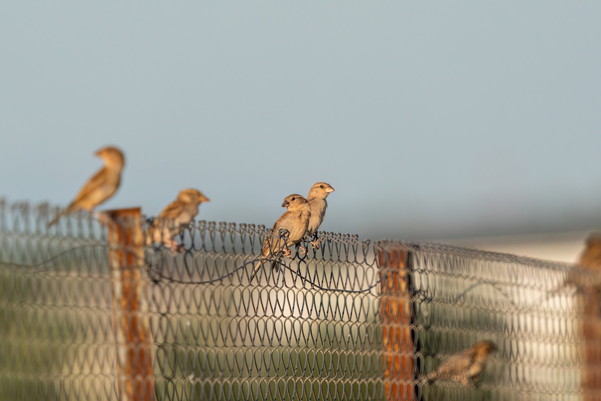 House Sparrow - ML620275874