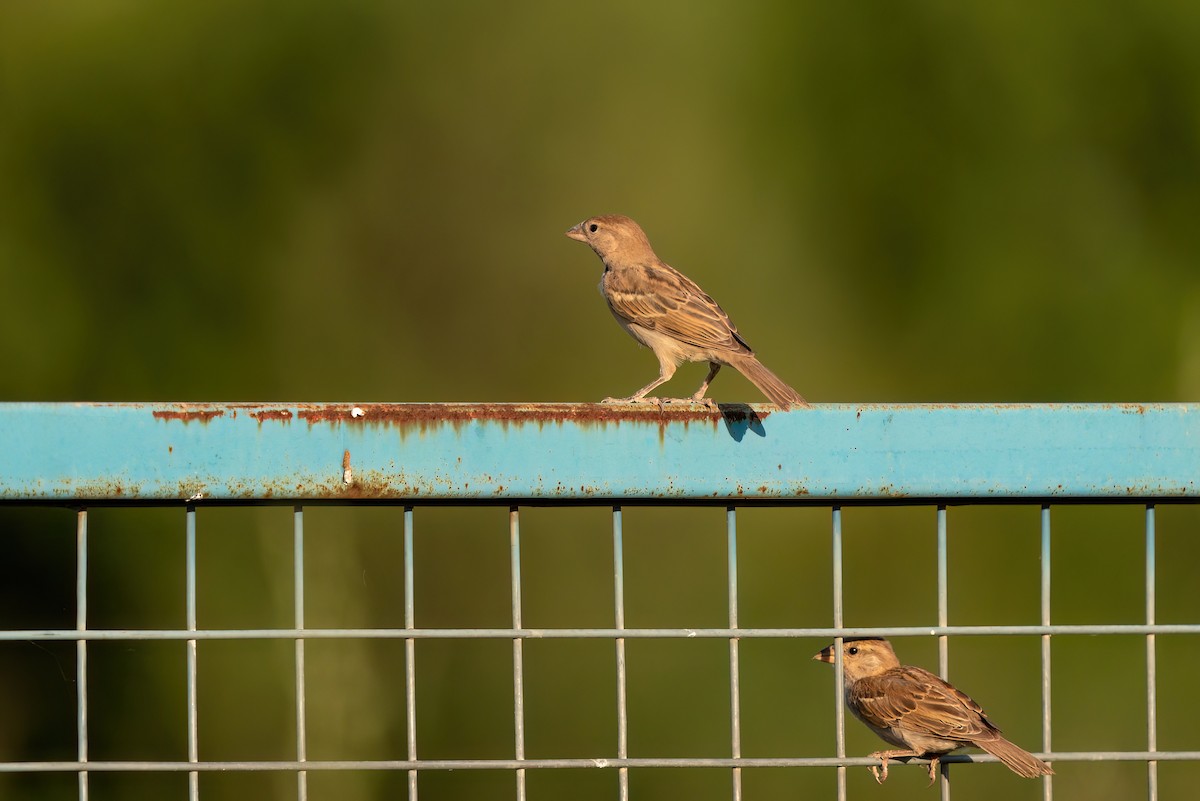 House Sparrow - ML620275875