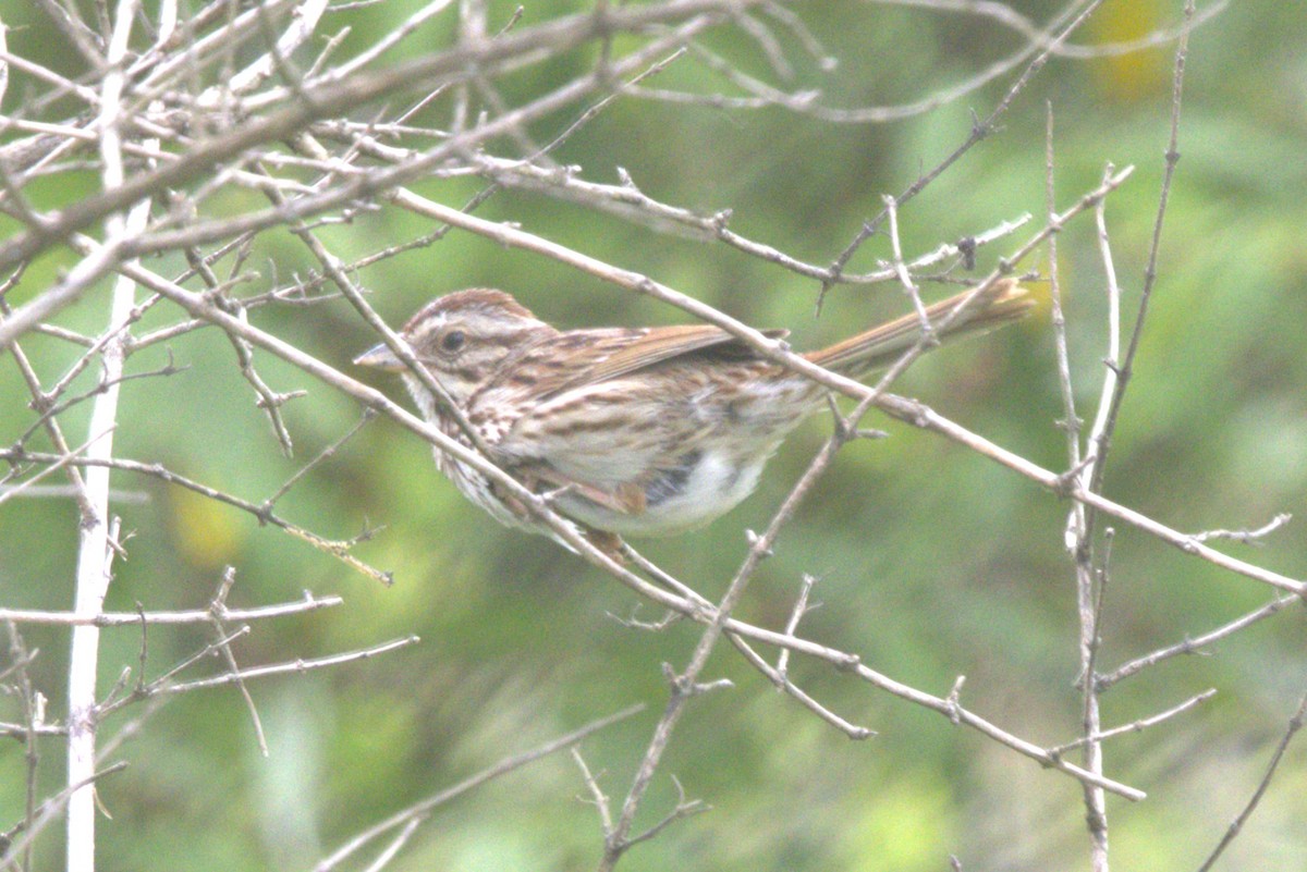 Song Sparrow - ML620275882