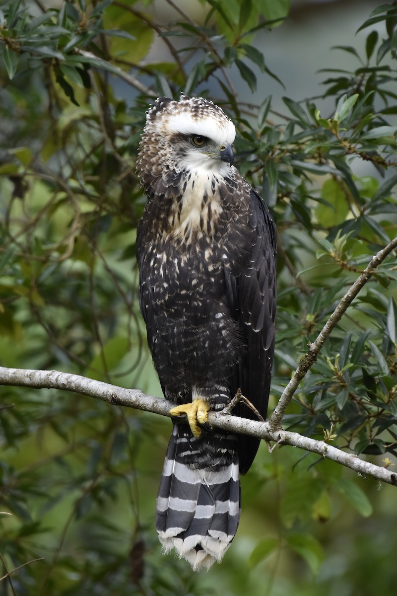 Águila Negra - ML620275889