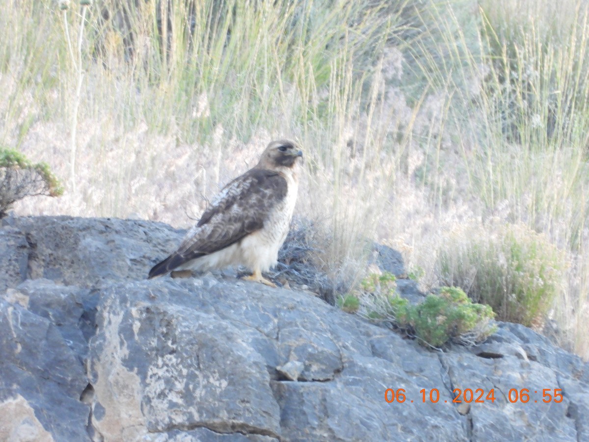 Red-tailed Hawk - ML620275901