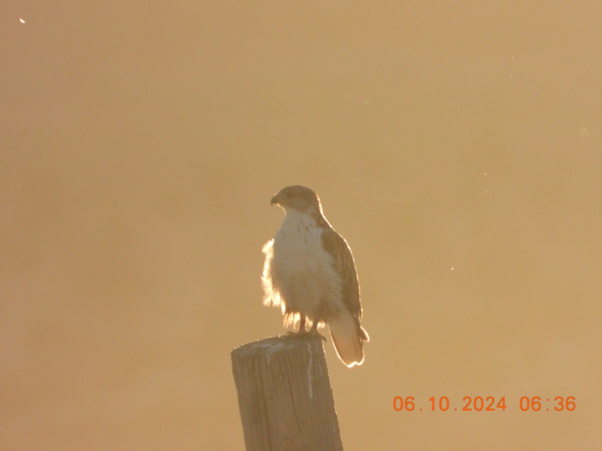 Ferruginous Hawk - ML620275902