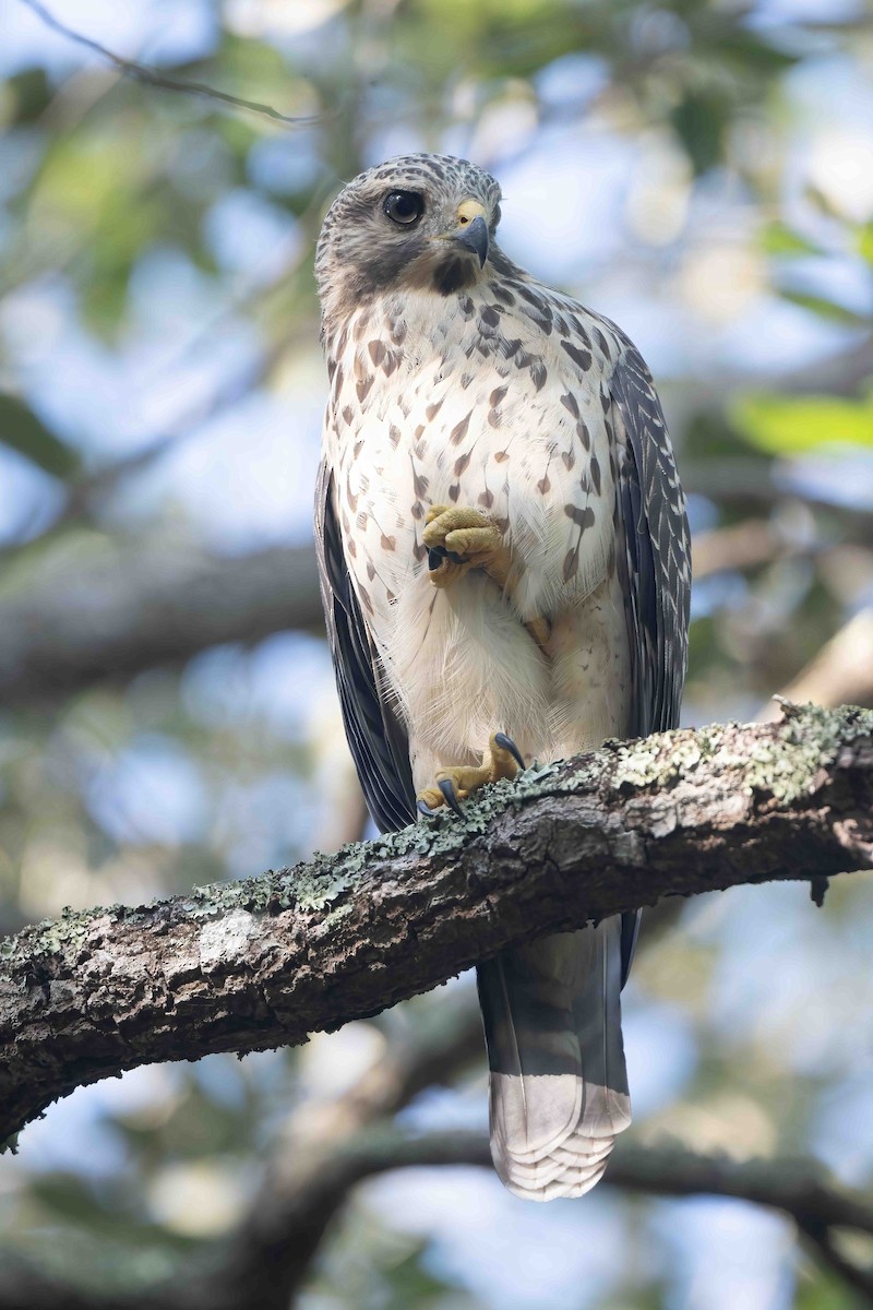 Red-shouldered Hawk - ML620275906