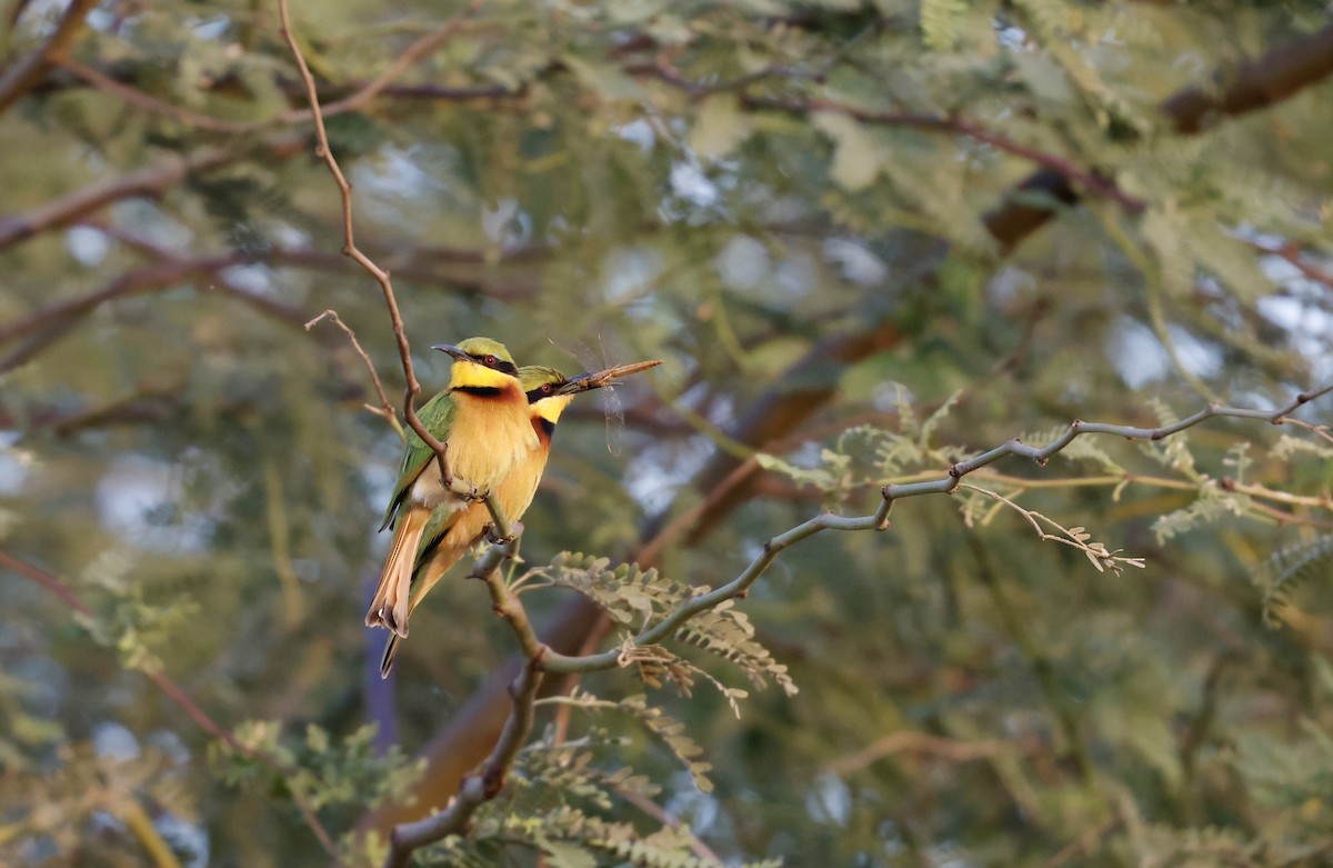 Little Bee-eater - ML620275912