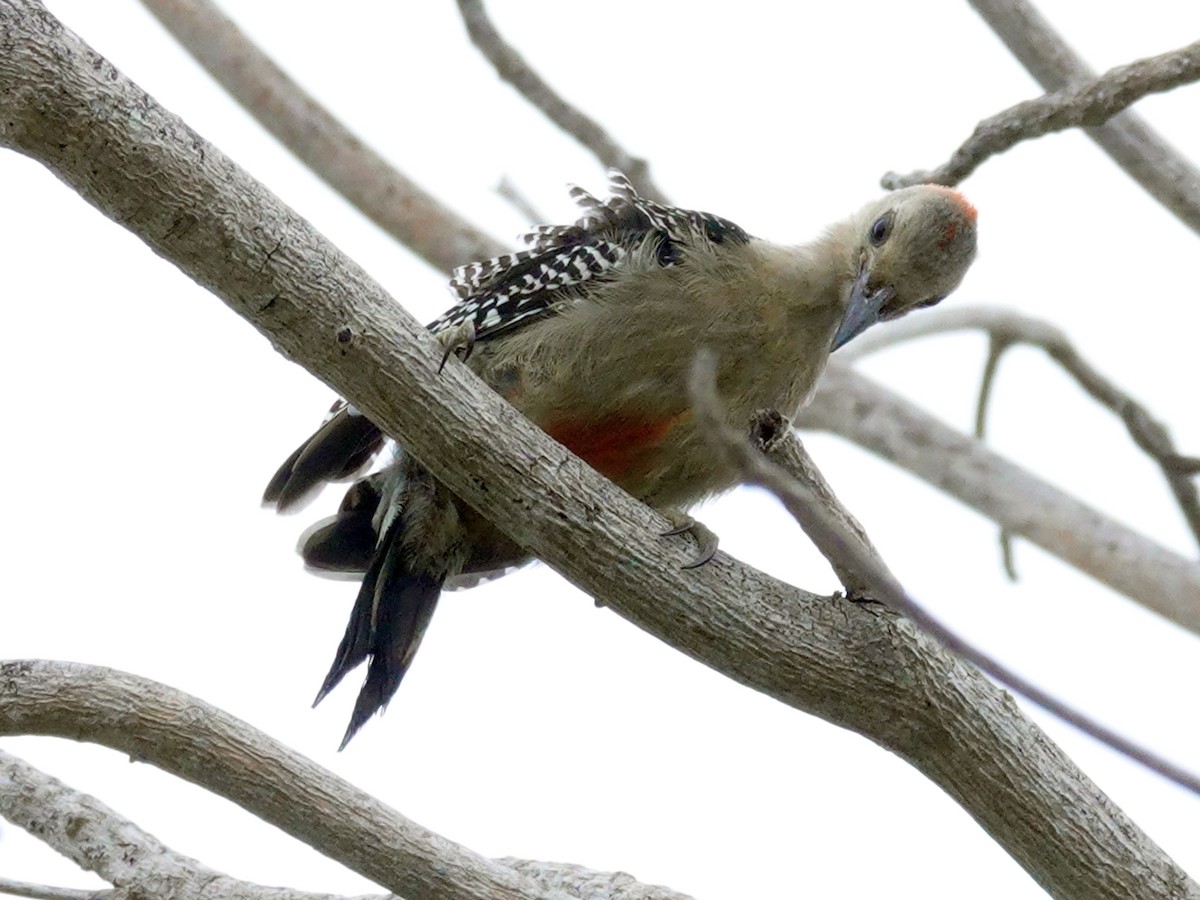 Golden-fronted Woodpecker - ML620275914