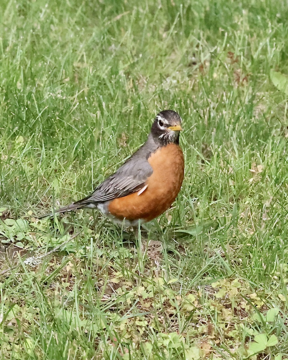 American Robin - ML620275915