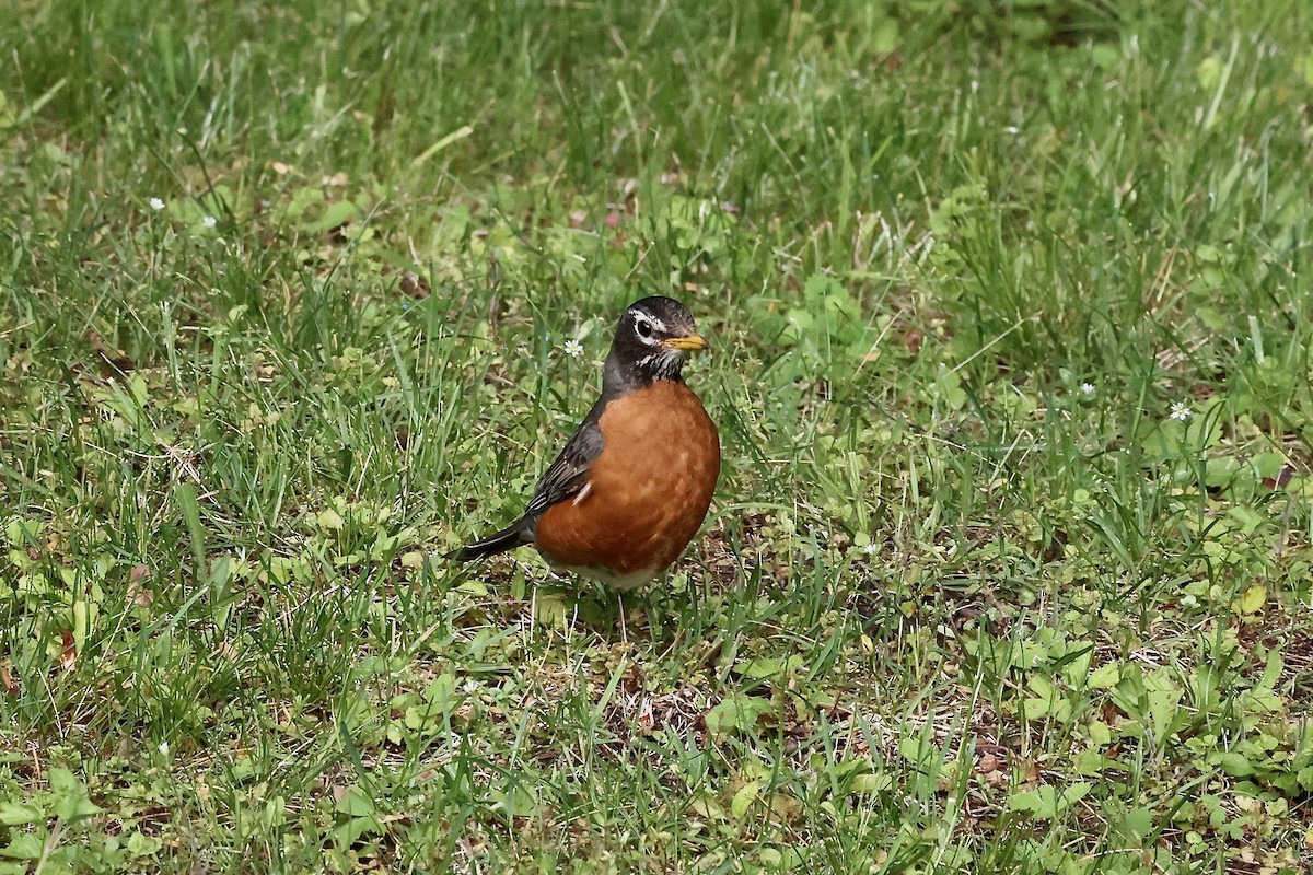 American Robin - ML620275917