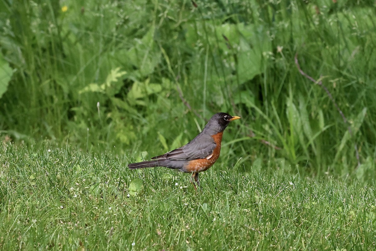 American Robin - ML620275918