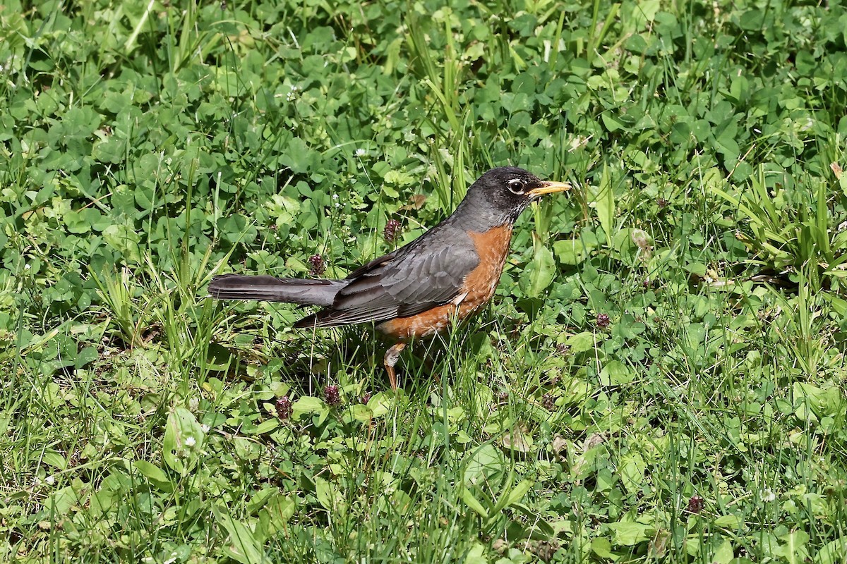 American Robin - ML620275921