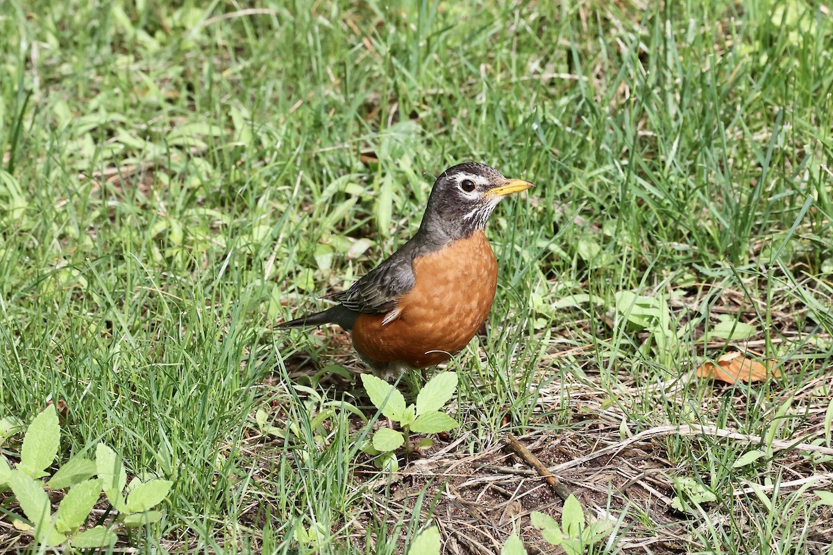 American Robin - ML620275923